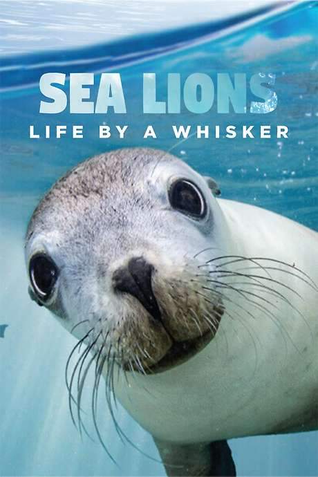 Sea Lions: Life By a Whisker
